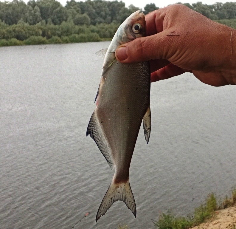 Рыба в припяти